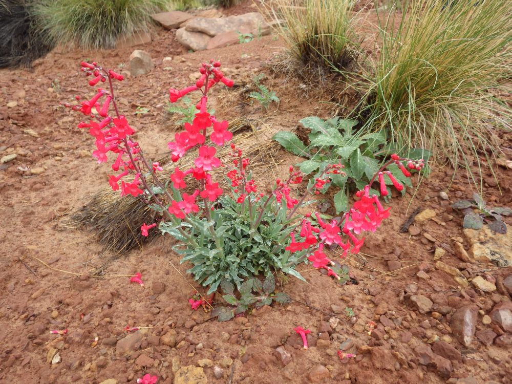 IMGP3266s.jpg