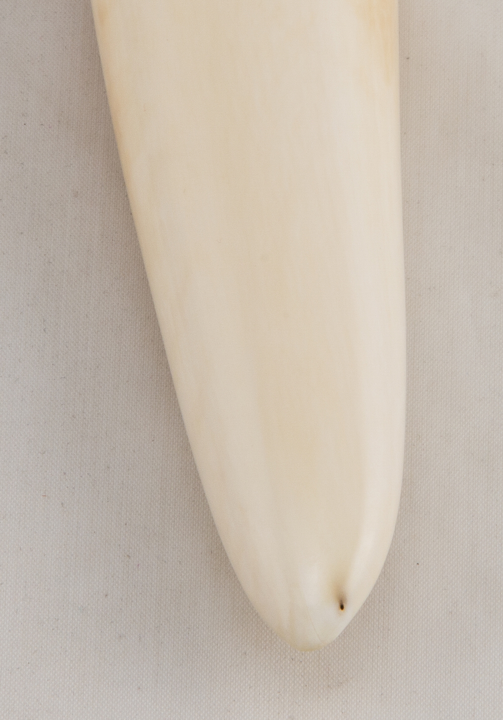 Model 12-9 Ivory Tusk Tip 18.jpg