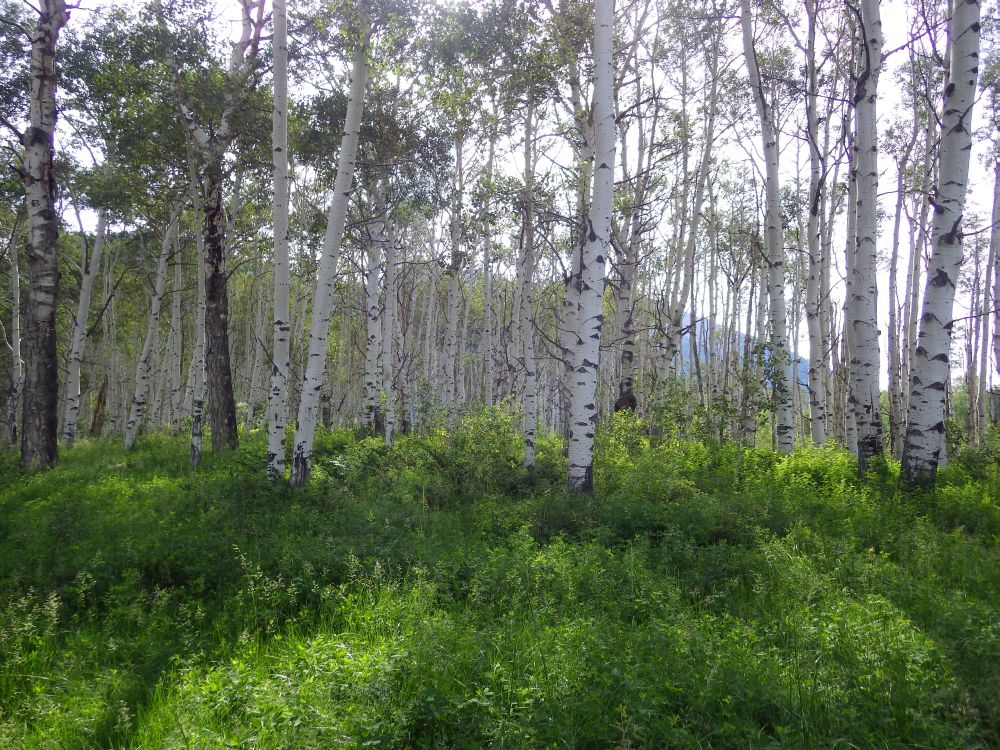 IMGP9808s.jpg