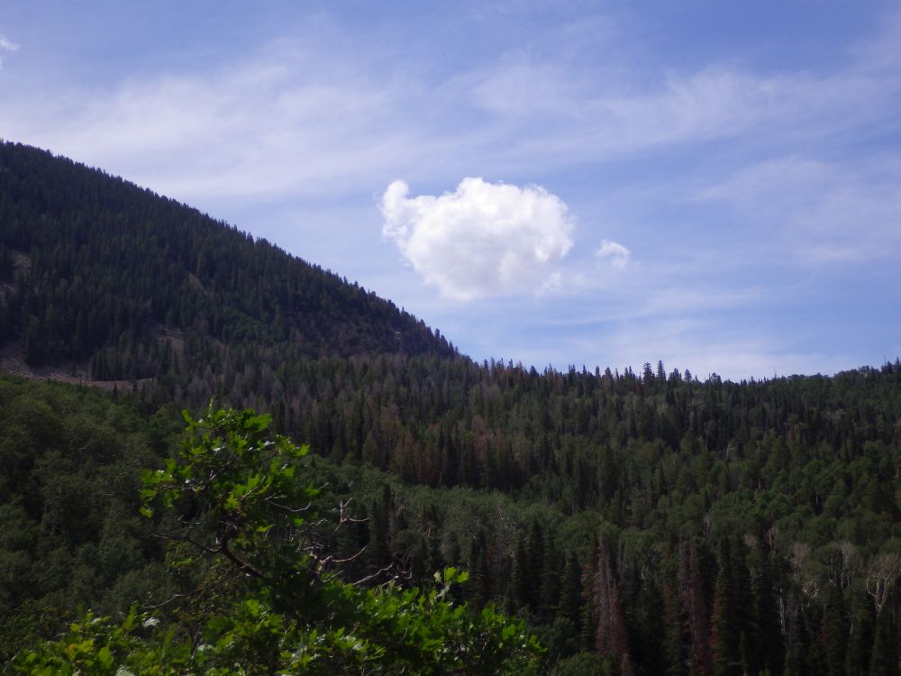 IMGP9829s.jpg