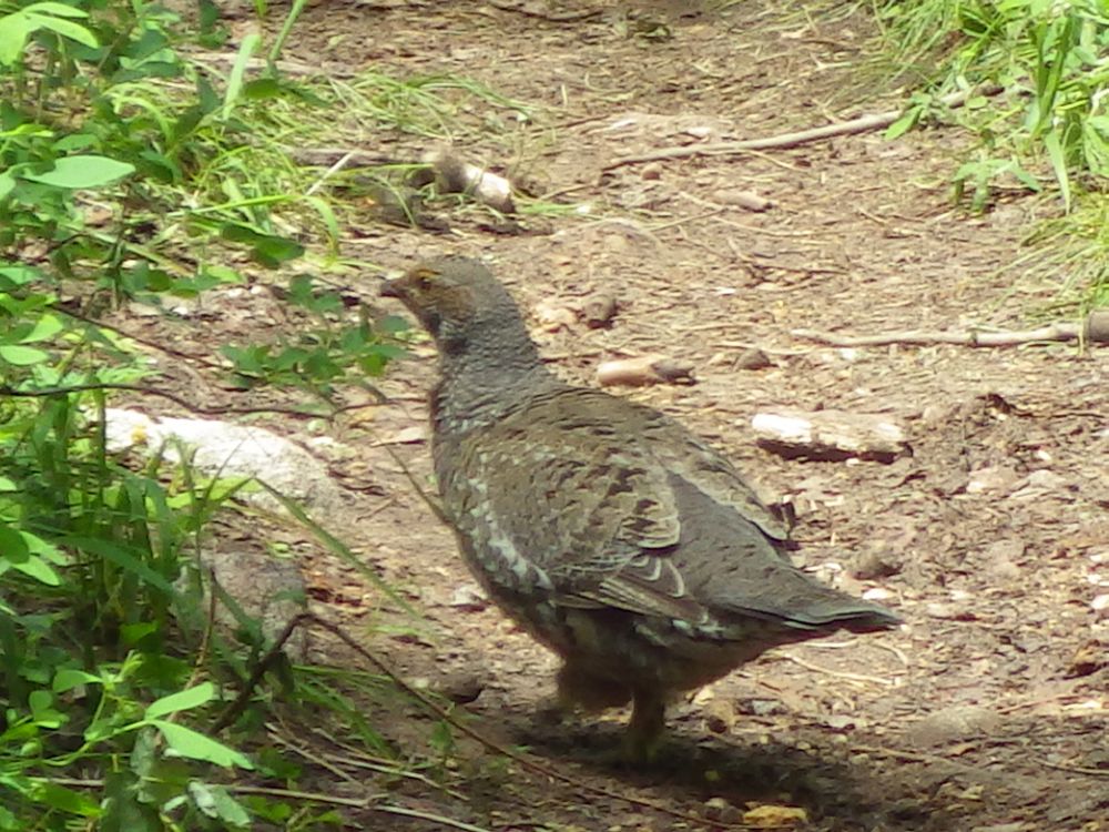IMGP9870s.jpg