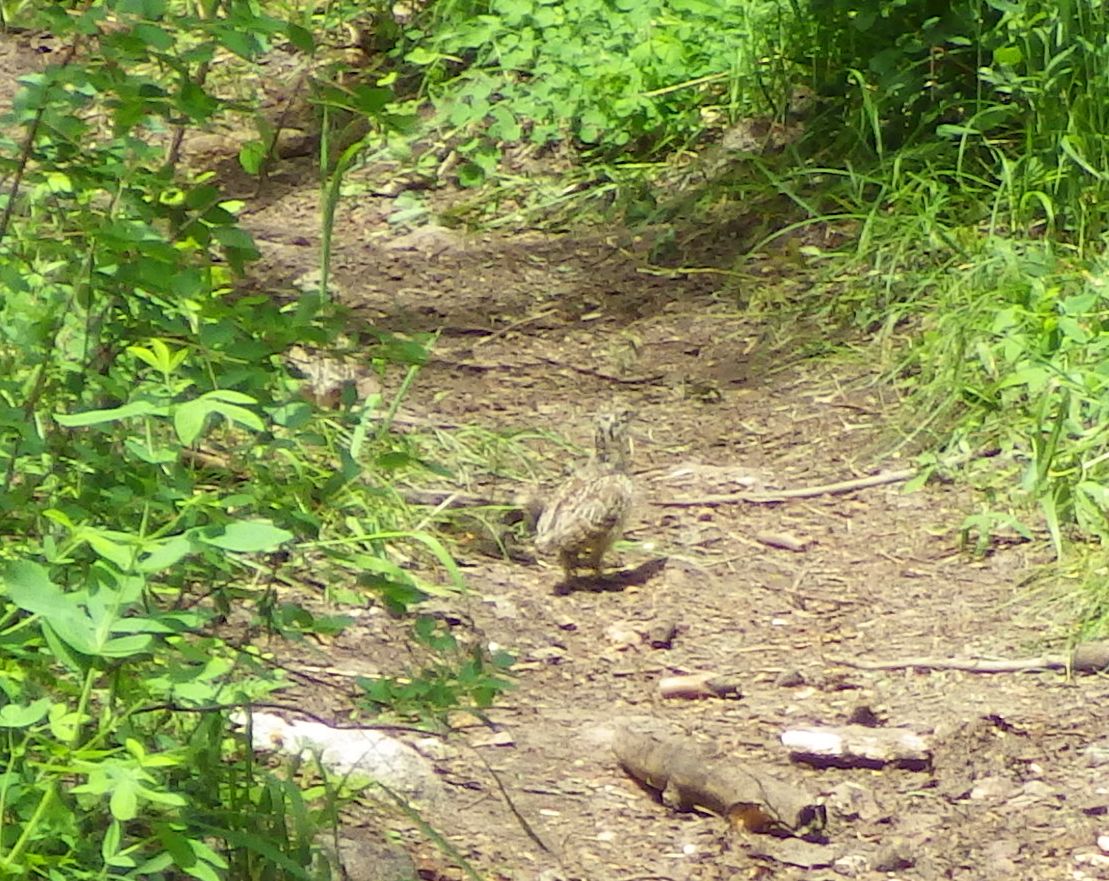 IMGP9871chick.jpg