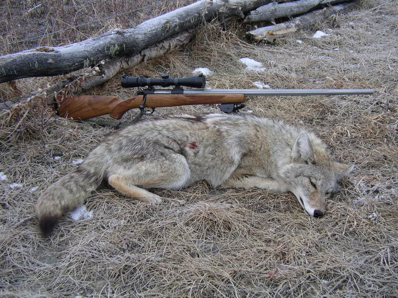 Kimber Varmint 22-250, Leupold 2.5-8x36.jpg