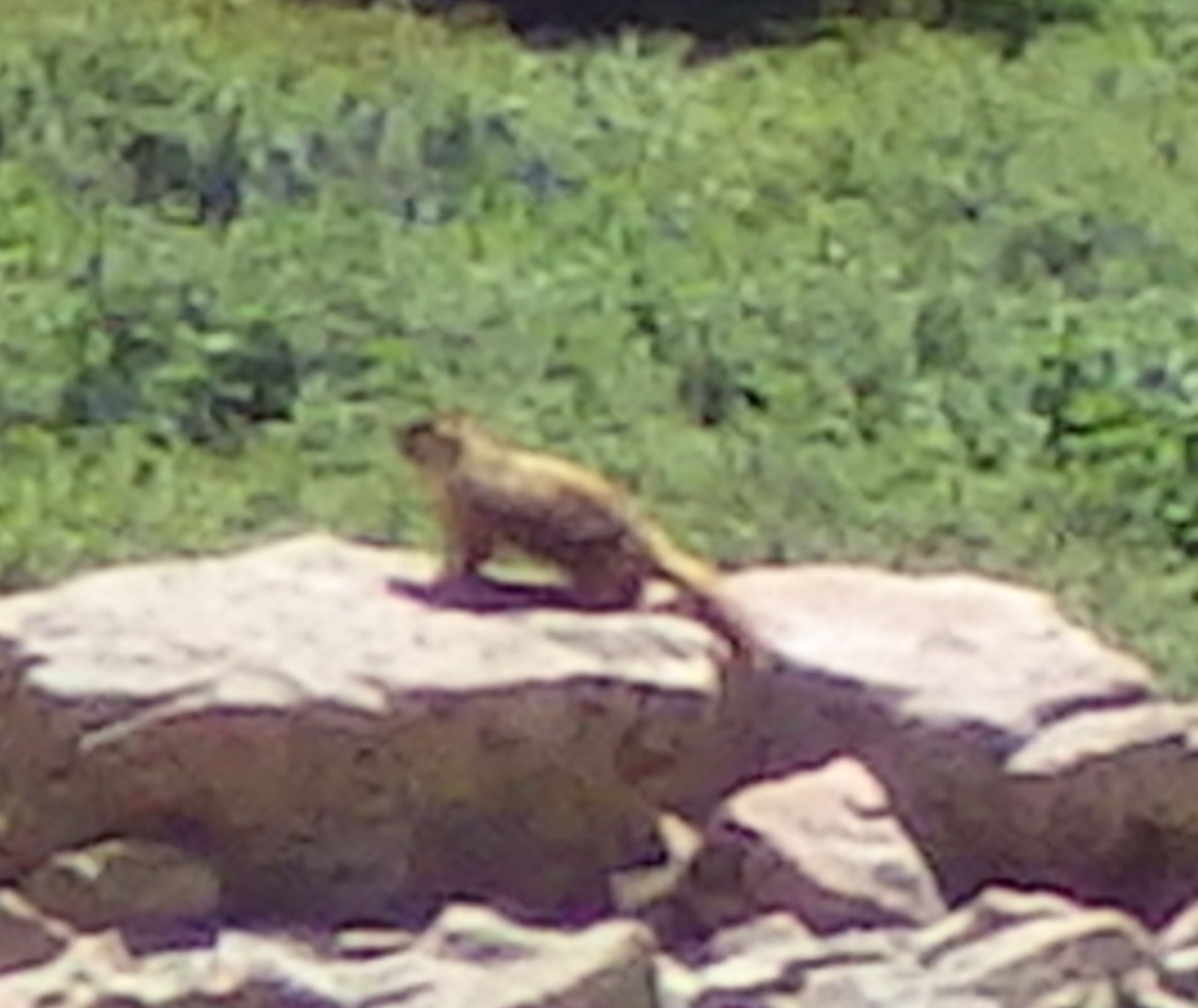 marmot2.jpg