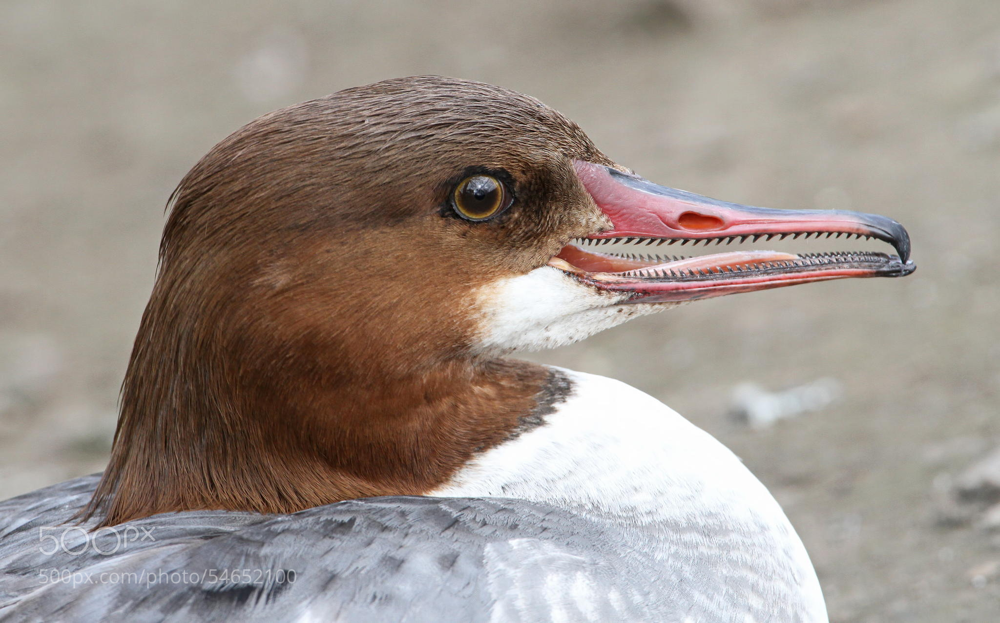 SawteethDuck.jpg