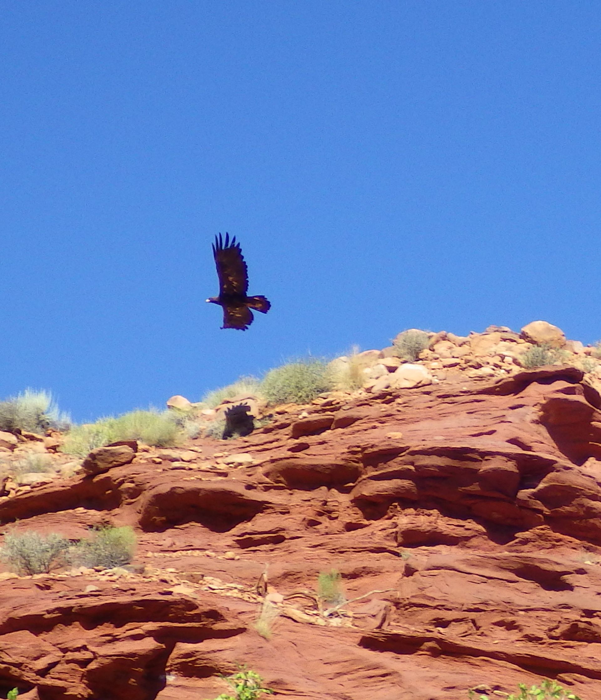 eagle.jpg
