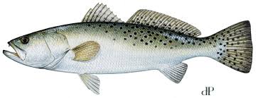 SpeckledTrout.jpg