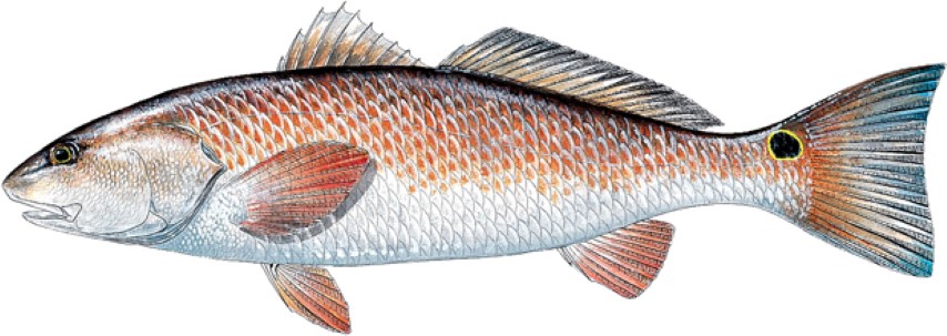 Redfish1 (Small).jpg