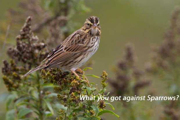 SparrowQ.jpg