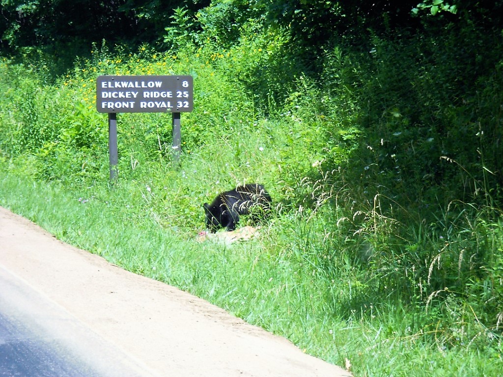 DSCN4062 (1).JPG