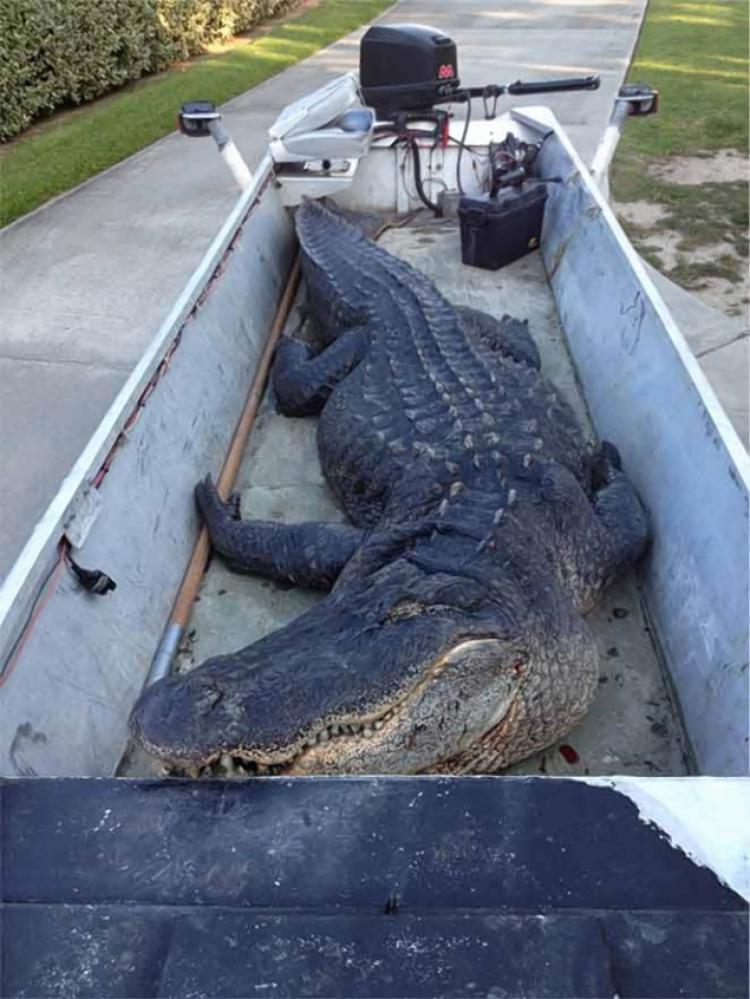 Gator.jpg