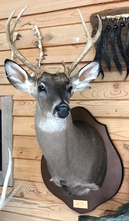Abigail's 1st Buck!.JPG