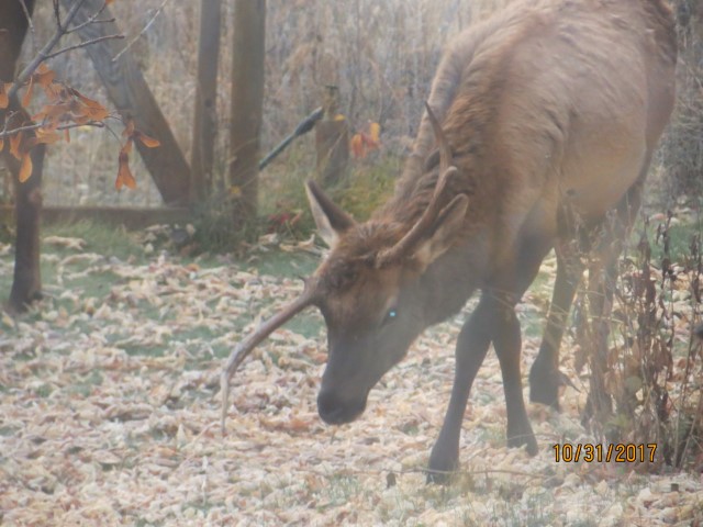 Wierd Horns.JPG