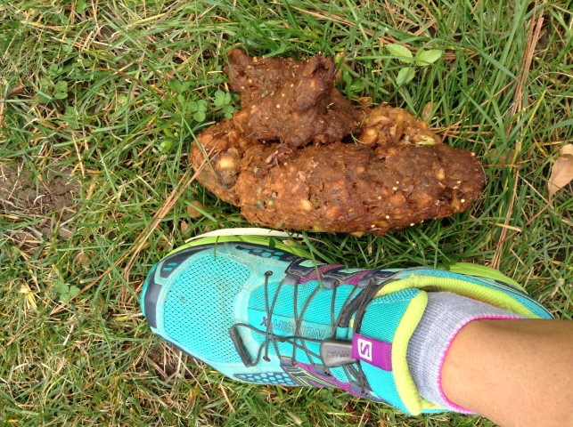 Bear Scat Idaho.JPG