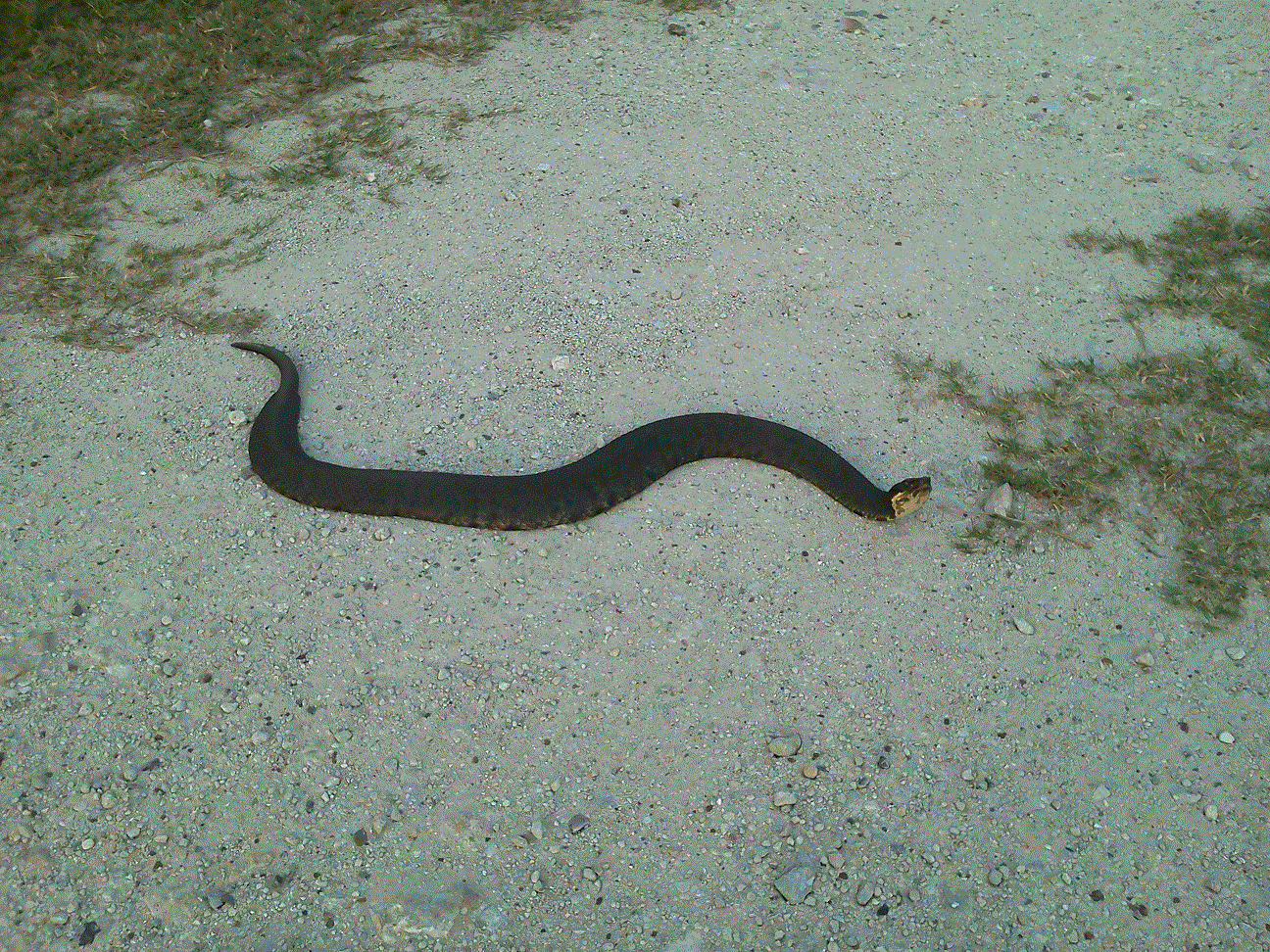 Moccasin on the Dam.gif