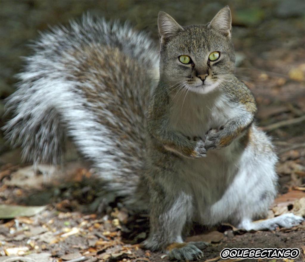 CatSquirrel.jpg