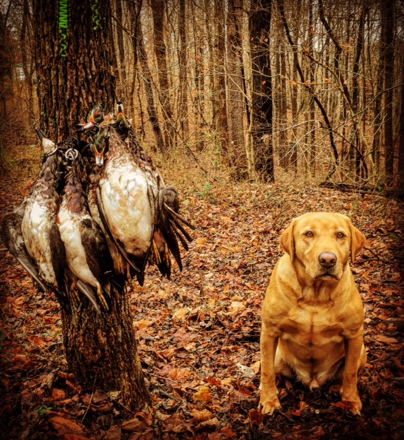 Boomer and ducks.png