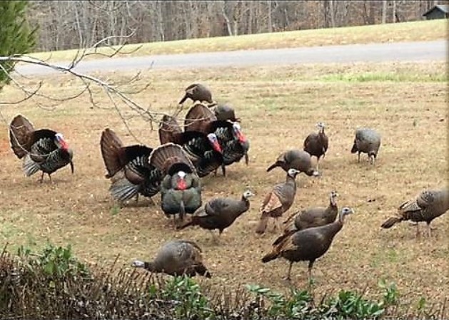 Turkeys.jpg