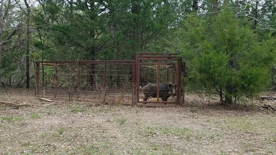 Boar in the Trap 3-25-18.gif