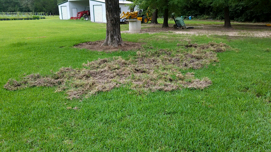 Hog Damage.gif