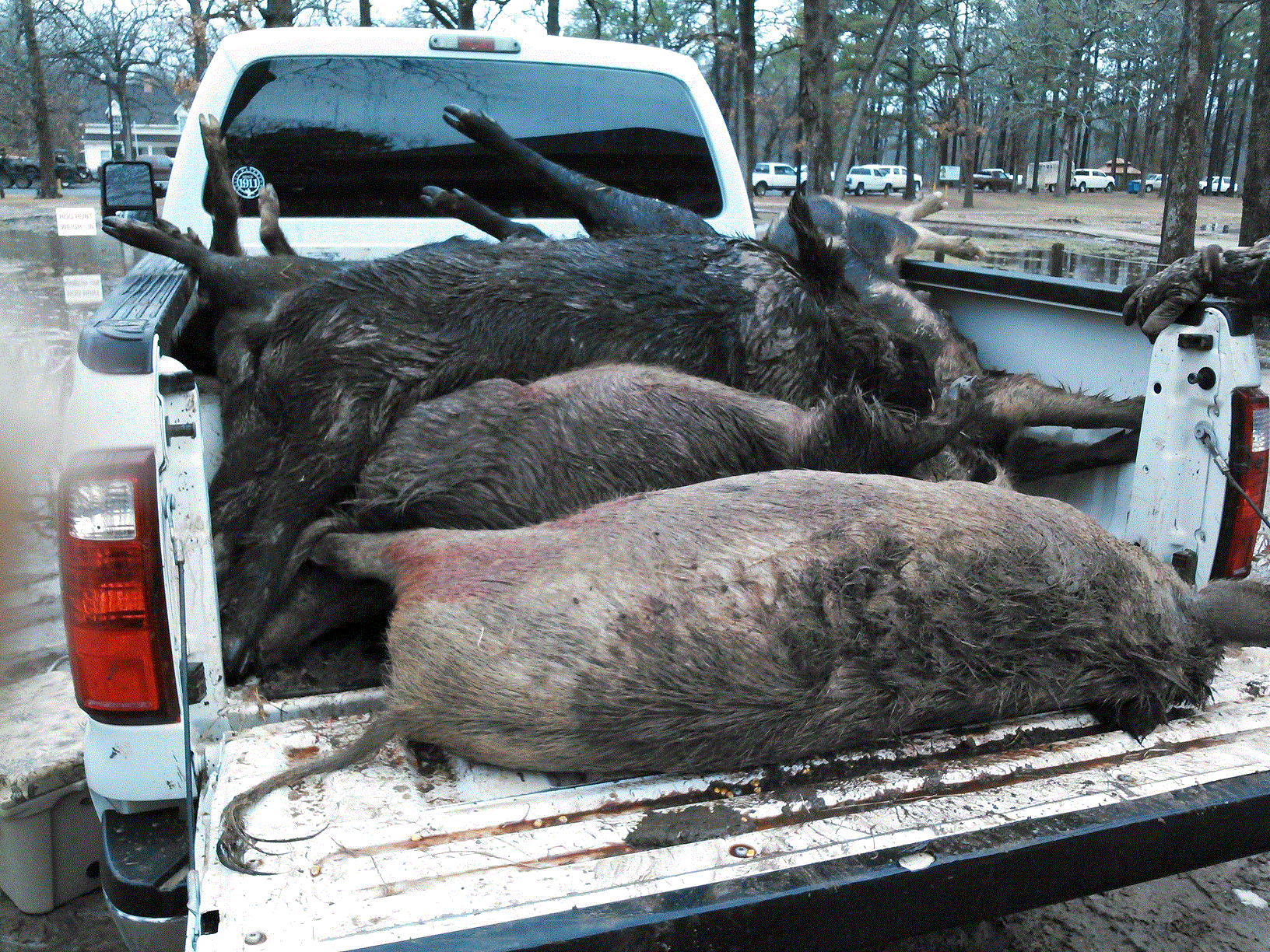 Hog Hunt #1.gif
