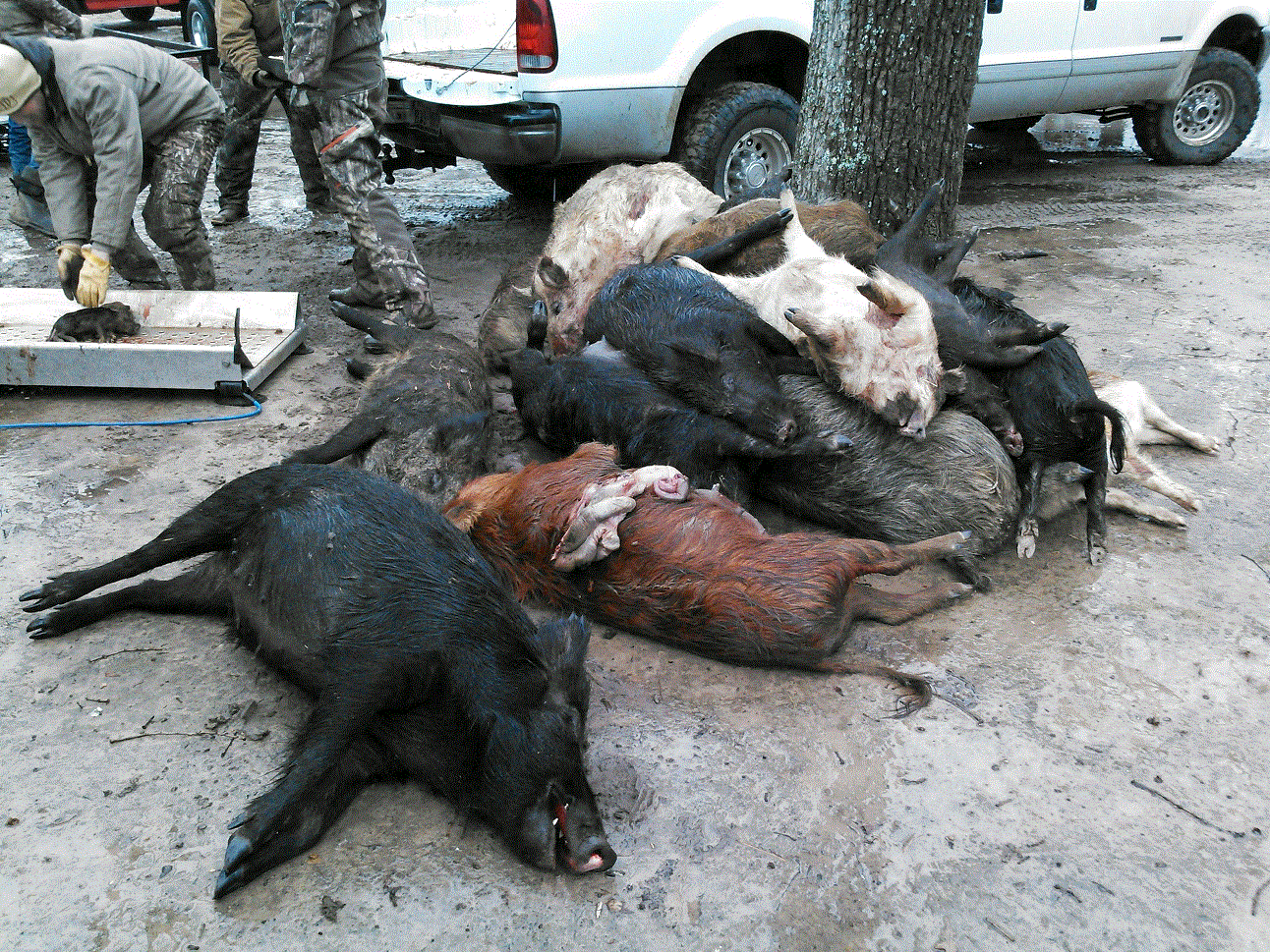 Hog Hunt #2.gif