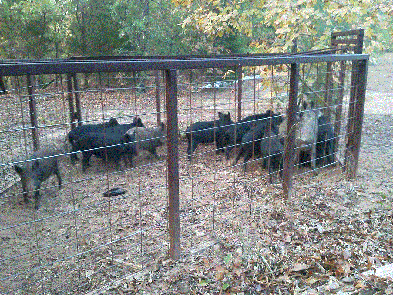 Hogs in Trap.gif