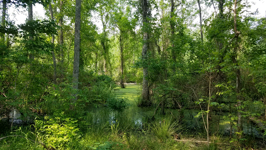 Flag Pond May.gif
