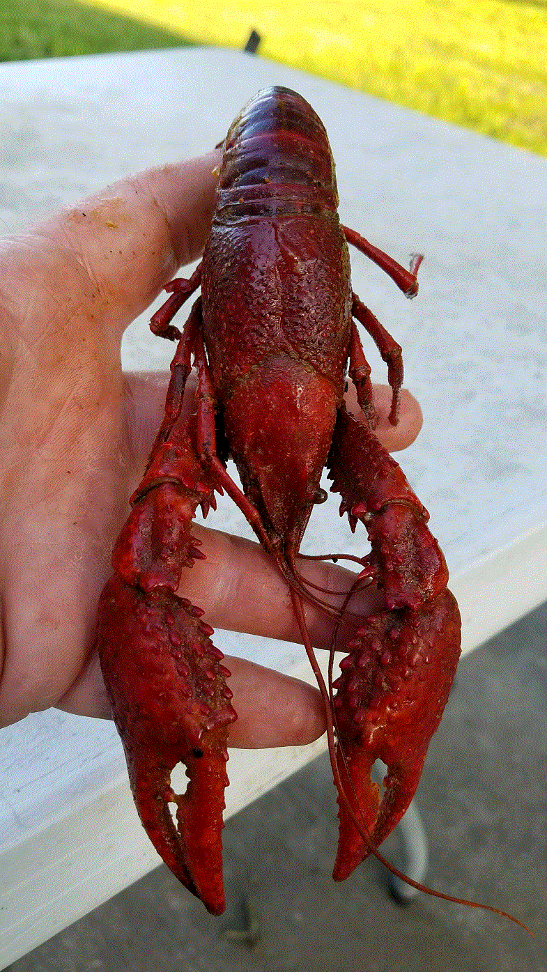Huge Crawfish.gif