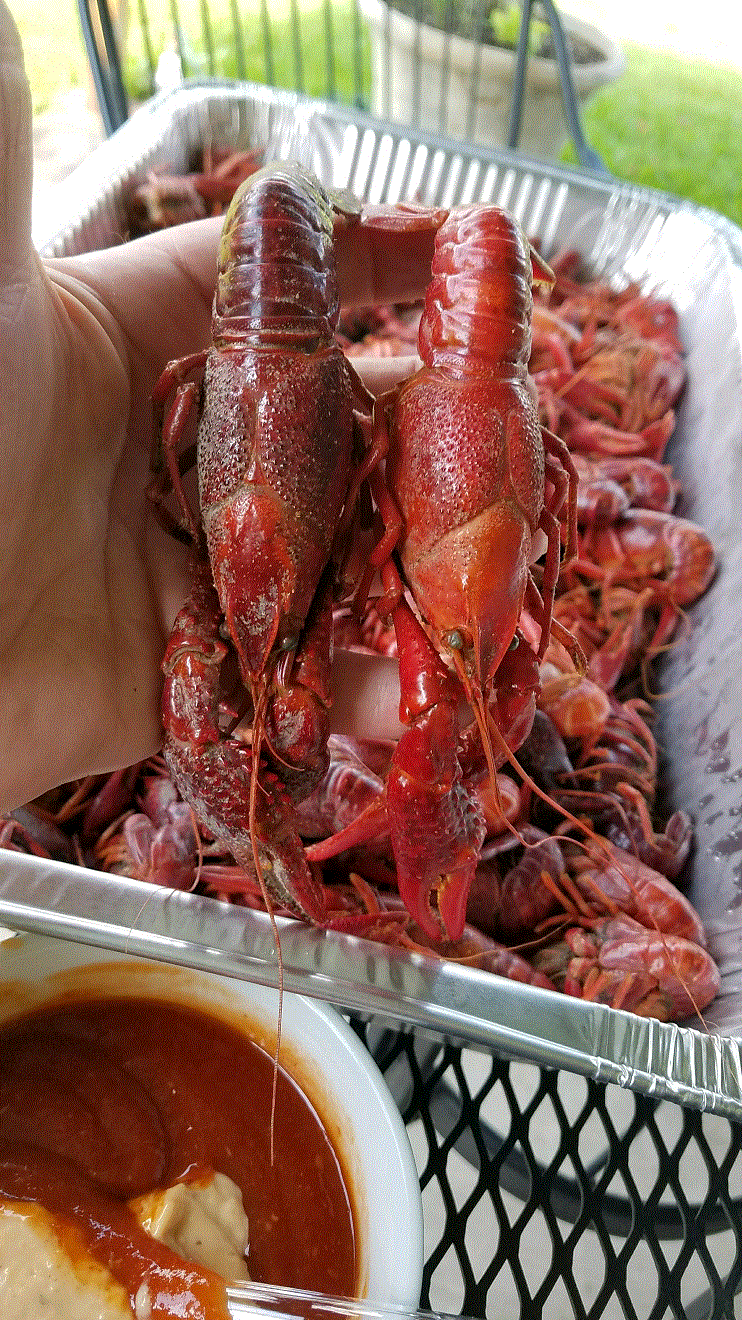 2 Big Crawfish.gif