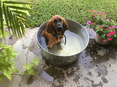 Ricky in the Bucket.gif