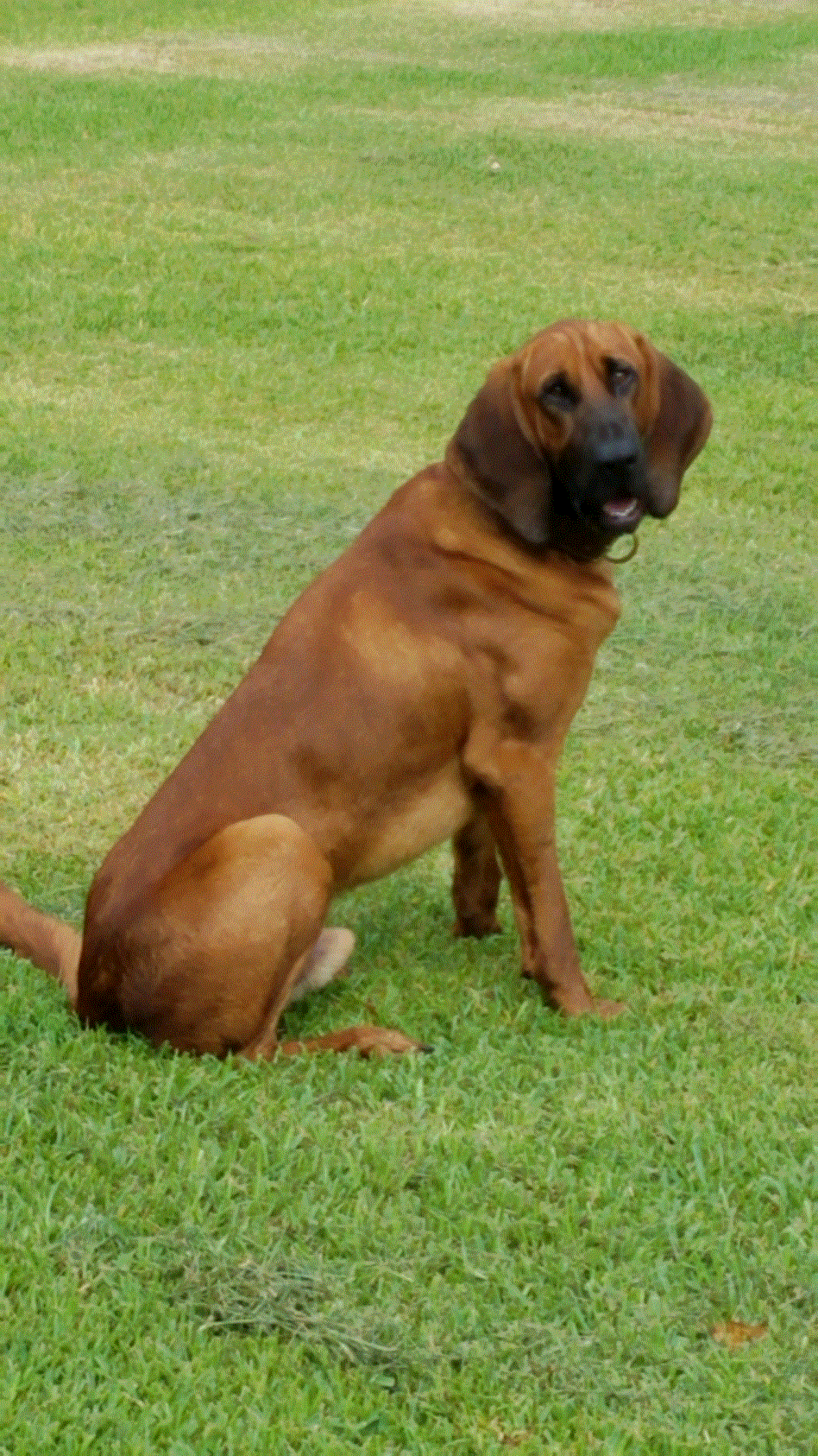 Ricky at 15 months.gif