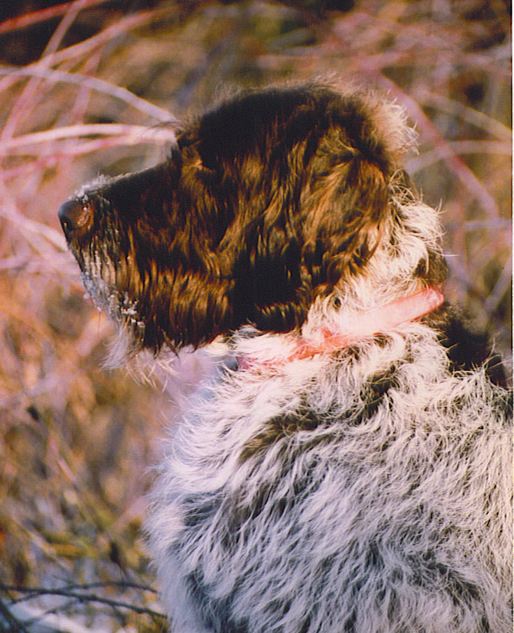 Toby on wait by duck pond.jpg