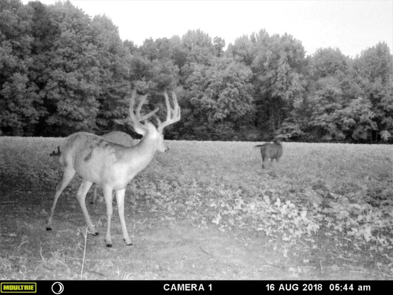 8.2018. 8pt Midway Stand - Copy.JPG