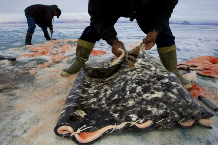 NarwhalSkin (Small).jpg