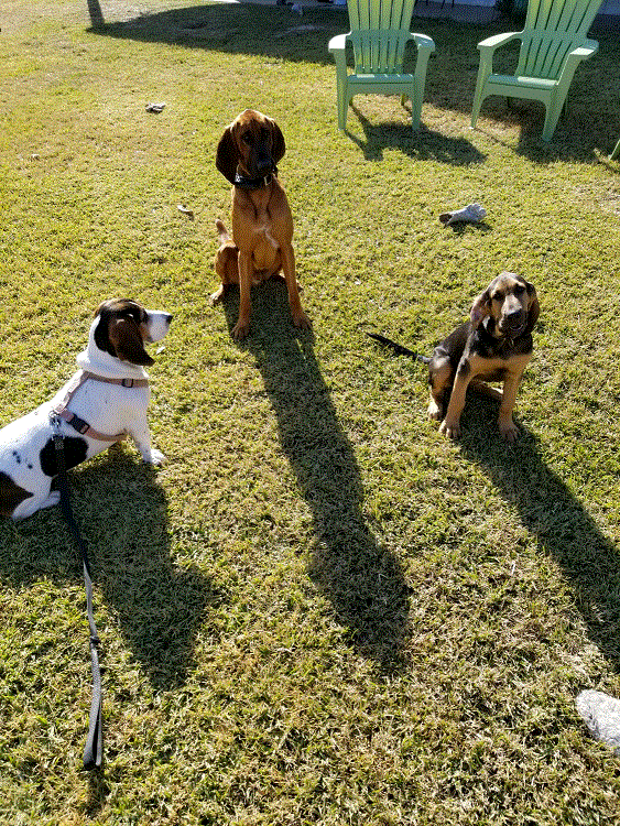 3 Good Dogs.gif