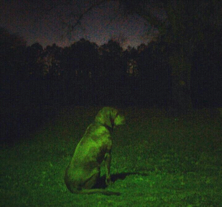 rusty waiting on daddy.gif
