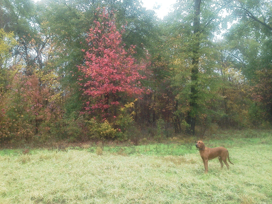 Rusty in the Fall.gif