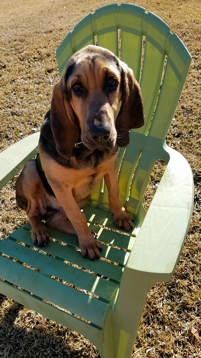 Ruby in the chair.gif