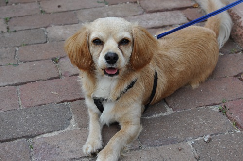 Shiloh at 1 year old.jpg