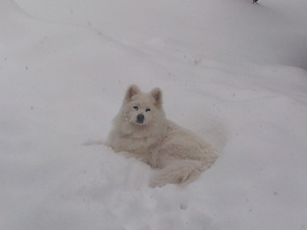20121229_135214-1024x768.jpg