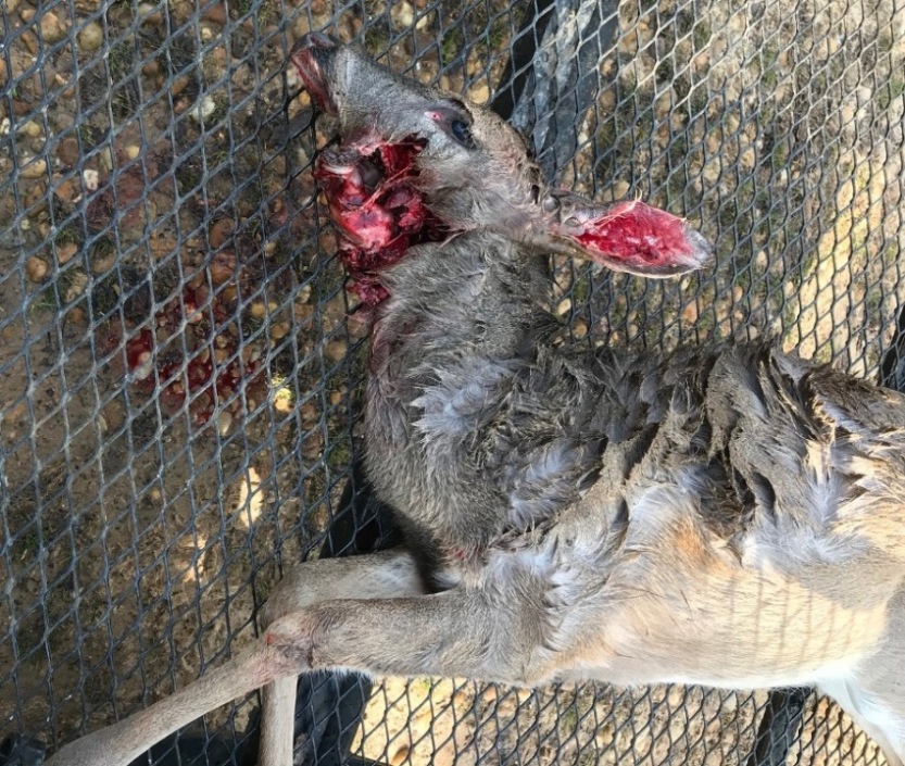 Last Hunt-2018-19-A.jpg