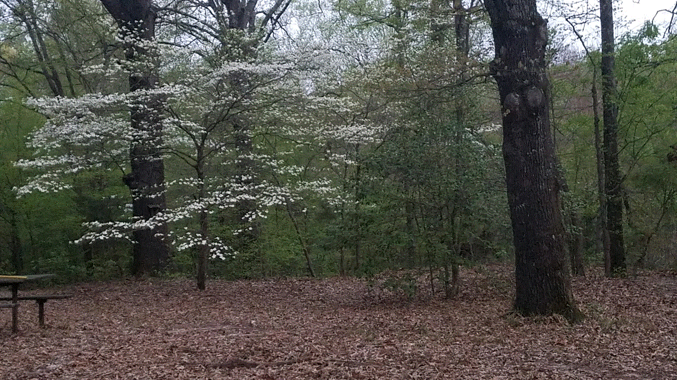Campground Dogwood 2019.gif