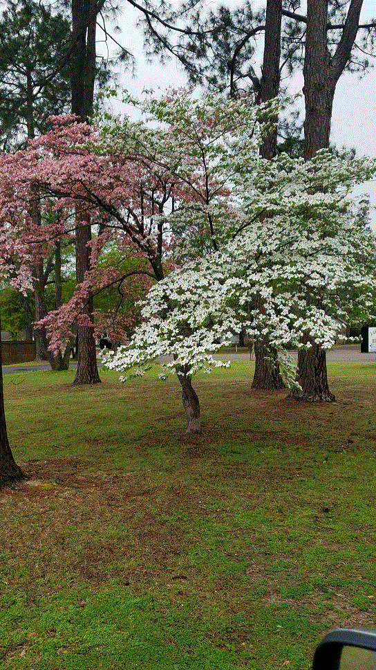 Pink & White Dogwood.gif