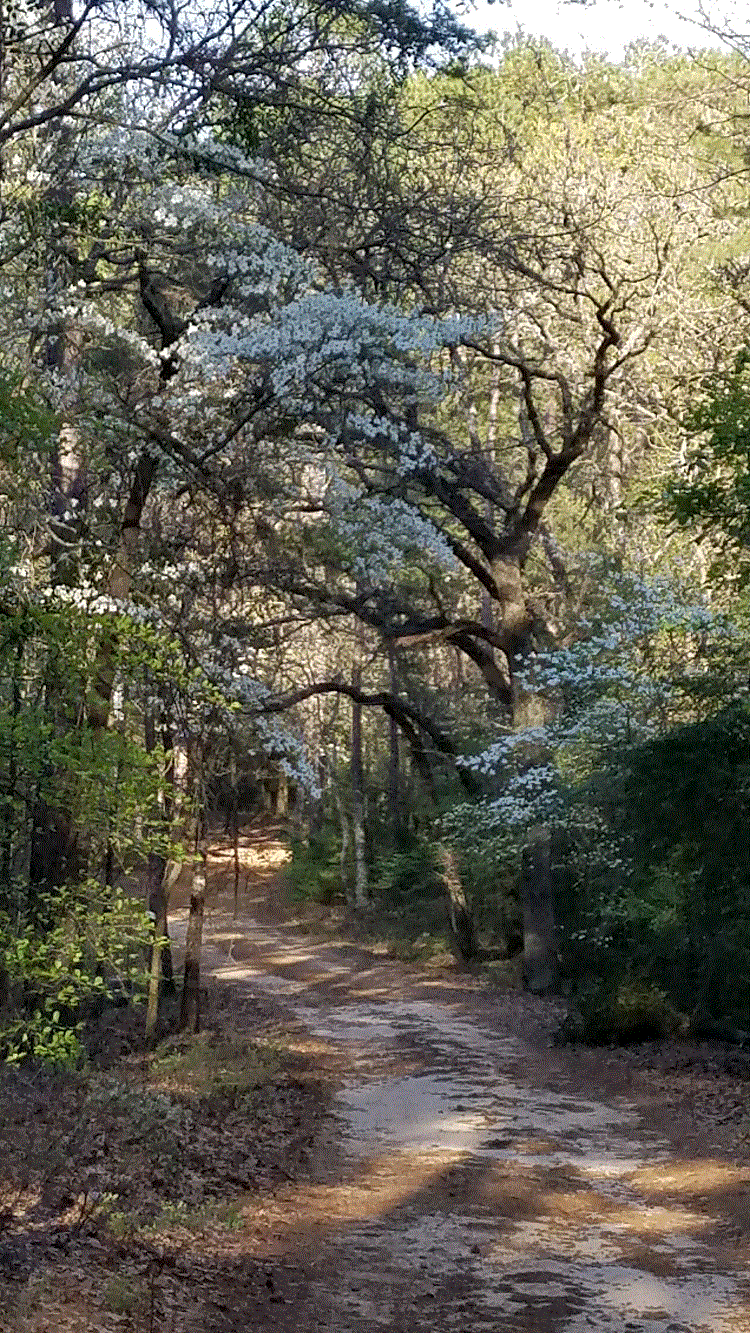Dogwoods At Boggy.gif