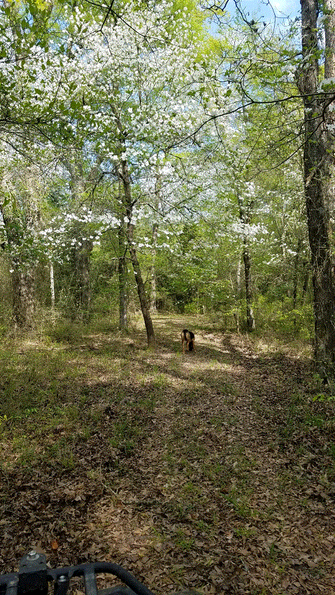 Ruby in the Dogwoods.gif