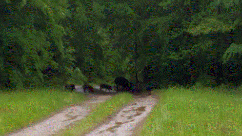 Hogs on Lane 4-13-19.gif