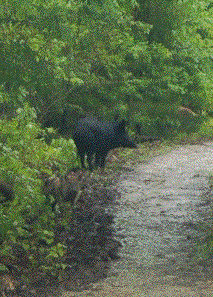 Hogs on Lane 2 4-13-19.gif