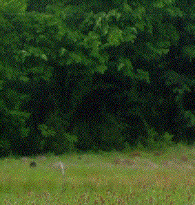 Hogs on Location 4-13-19.gif