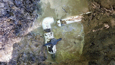 Hogs Broke Pipe 4-13-19.gif